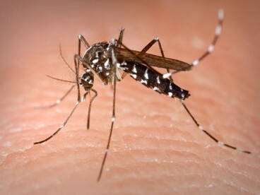 A brazil főkonzul tájékoztatása a Zika vírussal kapcsolatban